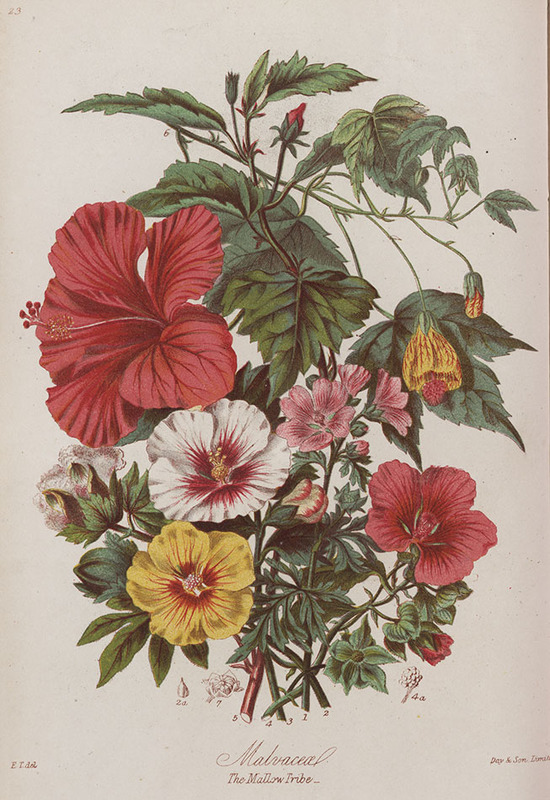 Colour lithograph showing examples of species from six different countries. From: Elizabeth Twining. Illustrations of the natural orders of plants with groups and descriptions. London: Sampson, Low, Son, and Marston, 1868 [Early Science Collection QK98 TWI]