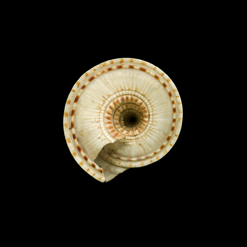 Specimen of Trochus perspectivus.