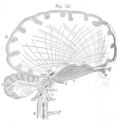 The cerebrum receiving sensations as depicted in William B Carpenter's Principles of mental physiology, with their applications to the training and discipline of the mind, and the study of its morbid conditions. London: Henry S King, 1874 [Institute of Psychiatry Historical Collection h/Car]