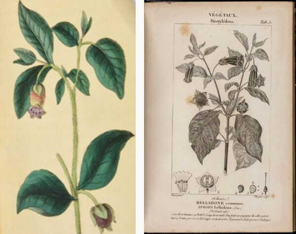 Atropa belladonna, commonly known as belladonna or deadly nightshade, is a toxic perennial herbaceous plant in the nightshade family Solanaceae. Left image taken from Castle (1845). Right image taken from Traité de médecine légale ..., Matthieu Joseph Bonaventure Orfila (1829). Licence: Public Domain Mark.