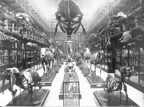“The Hunterian Museum.” Image from the RCS England Archives.