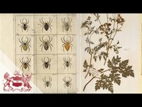 Open page of a book with a pressed flower on one side and diagrams of spiders on the other.