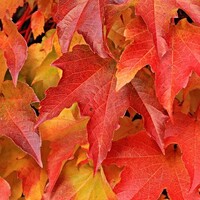 Red and Brown Leaves.