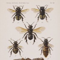 Bees in the Collections