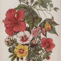 Colour lithograph showing examples of species from six different countries. From: Elizabeth Twining. Illustrations of the natural orders of plants with groups and descriptions. London: Sampson, Low, Son, and Marston, 1868 [Early Science Collection QK98 TWI]