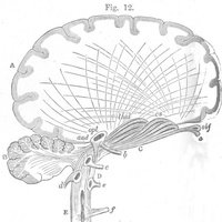 The cerebrum receiving sensations as depicted in William B Carpenter's Principles of mental physiology, with their applications to the training and discipline of the mind, and the study of its morbid conditions. London: Henry S King, 1874 [Institute of Psychiatry Historical Collection h/Car]