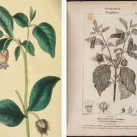 Atropa belladonna, commonly known as belladonna or deadly nightshade, is a toxic perennial herbaceous plant in the nightshade family Solanaceae. Left image taken from Castle (1845). Right image taken from Traité de médecine légale ..., Matthieu Joseph Bonaventure Orfila (1829). Licence: Public Domain Mark.