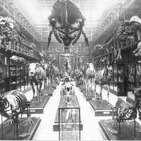 “The Hunterian Museum.” Image from the RCS England Archives.